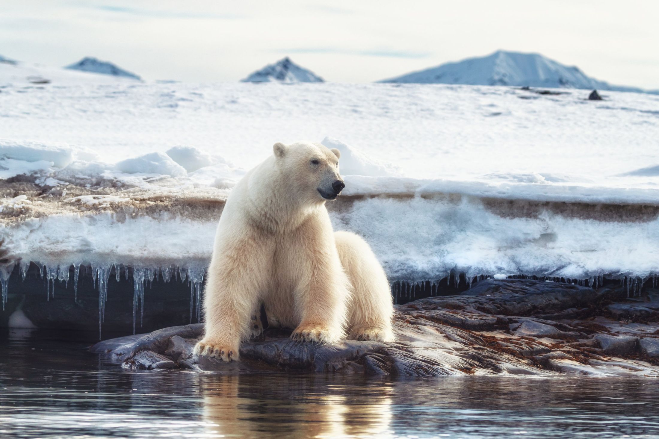 Polar bear resting at the edge of melting sea ice